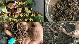 டீத்தூள் மண்புழு உரம் தயாரிப்பு,கேள்வி பதில்கள்! Q&A on vermicompost using tea grounds!! (தமிழ்)