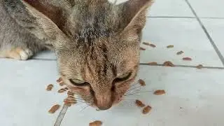 Kasih makan kucing di rumah