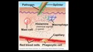 Immune System Pt. 1 Innate Immunity