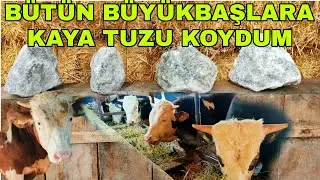 BESİ DANALARININ ÖNÜNE KAYA TUZU KOYDUM~HAYVAN BESLEMEDE KAYA TUZUNUN ÖNEMİ.