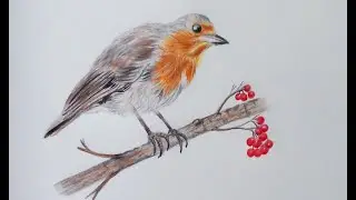 How to Draw a Robin Bird (Realistic)| Robin (European) Bird Step by Step Drawing