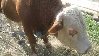 Конец сентября.Видео с быком на память.
