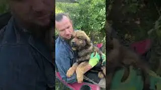 Продаю щенков Тибетского Мастифа