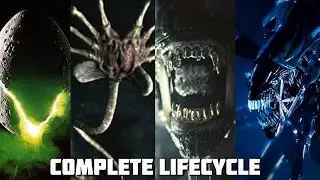 How does the Aliens Lifecycle Work? - Alien Romulus