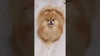 Покормите птиц зимой #pets #birds #birdwinters #dog #собака