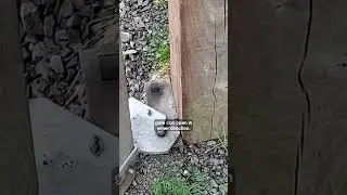 This is a rising field gate hinge