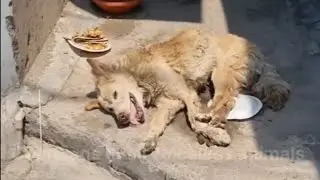 The poor old dog was found struggling to breathe on the road in b.ad co.ndition