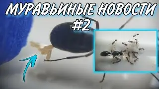 Муравьиные новости #2. Расплод у C.Heruleanus, личинки у Myrmica и другие новости.