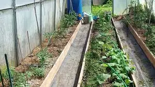 Мульча свежей травой/Сирень цветет/Чай из самовара на углях/Физалис в парнике/