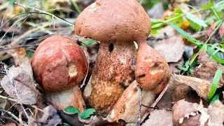 Грибное место Красных подосиновиков.
