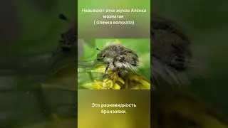 Мои растишки/ Первые вредители уже атакуют