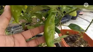 Pimenta doce Italiana