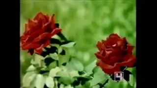 Статичная заставка "Розы" (4-й канал Останкино, 1992)