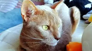 The cat is sleeping on the window. Cat purring for sleep. Sleepy ASMR video of therapeutic purring