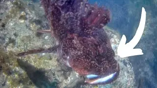 Jetty Fishing (A Look Into CRACKS and CREVICES)! - SURPRISED!