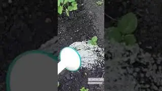 Видеоотчет на 29.05.20 о состоянии ягод в огороде для сестры моей