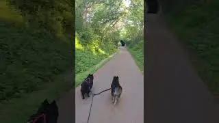 Cato dog and sladkiy dog today #belgianshepherd #husky #belgiansheepdog #skateboardingdogs