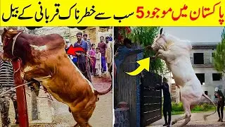 5 Most Dangerous Qurbani Cow In Pakistan | پاکستان میں موجود سب سے خطرناک قربانی کے بیل | DREAM FACT