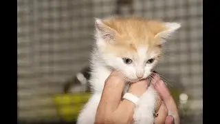 Les chats du refuge de BEAUREGARD à Saint-Éloi - septembre 2021