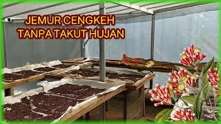 Cara jemur cengkeh tanpa takut kehujanan