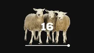 16 Farm Animals (Cattle) Sound Effects [NO COPYRIGHT] - FREE DOWNLOAD