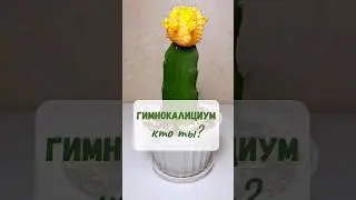 Гимнокалициум-паразит 