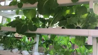 Our plants at backyard