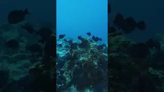 BIG school of blue tangs have a feeding frenzy