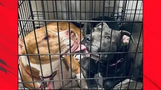 Unexpected Effect When You Put Your Staffy in a Crate