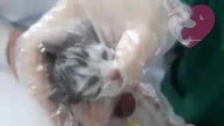 kitten's heart beating outside her body