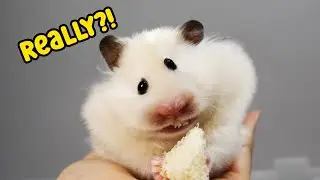 My Hamsters Are Inbred...Really?