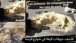 انصدمت من النتيجة ولم أكون أتوقع هذا  Les Animaux dans les rues de Paris  result is top notch,