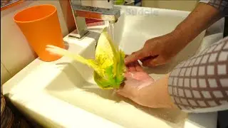 Pedro the Budgie | BIRD SHOWER