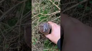 Кажуть в Карпатах грибів нема