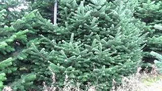 Пихта Нордмана срезанная  05092