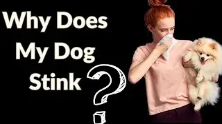Why Does My Dog Stinks?