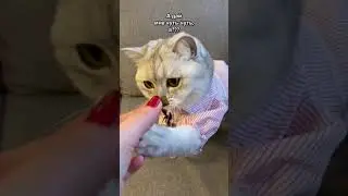 Эээ, ты там жрёшь, что ли?... New Tik Tok. Приколы Тик Ток лыба