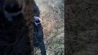 Комочик счастья