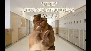 Моя обычная среда. Спасибо за почти 500 подписчиков :D #коты #мемныекоты