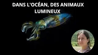 Des animaux lumineux dans l’océan - Pour les 6-8 ans