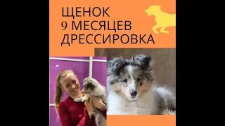 Дрессировка и обучение щенка шелти в 9 месяцев. А ваш щенок так может?