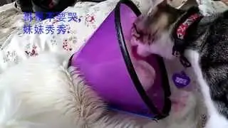 Kitten Showing Sympathy to an Adult Cat