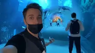 Дубай 😍 аквариум 🐠 и пингвины 🐧в Dubai Mall. Купили билеты в 3 раза дешевле