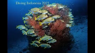 Indonesia Diving 2023