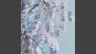 Acacia