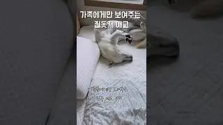진돗개 애교 볼 사람~? / 진돗개 진주, 밀크 #강아지 #jindodog #백구 #jindo #강아지일상 #진돗개