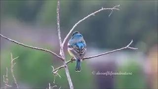 Lazuli Bunting Singing - What A Beautiful Bird!
