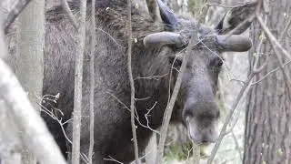 Лось сохатый в лесу у лыжной трассы за Ахунской 29/04/2021 в Заречном поедает опавшие веточки сосен.