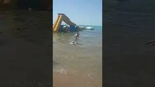 Крабы на пляже .