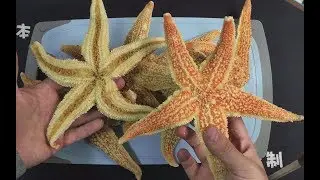 海星能吃的部分竟然是这种地方！！！这也太羞耻了吧，我都不好意思说出来 ｜全靠一双手